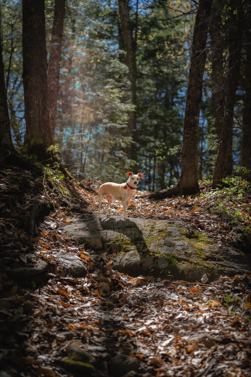 poissonish's tweet photo. @anotherglassbox I need to bring Peanut here some time, she loves a good off leash adventure walk https://t.co/hzgOZ7Kz8P