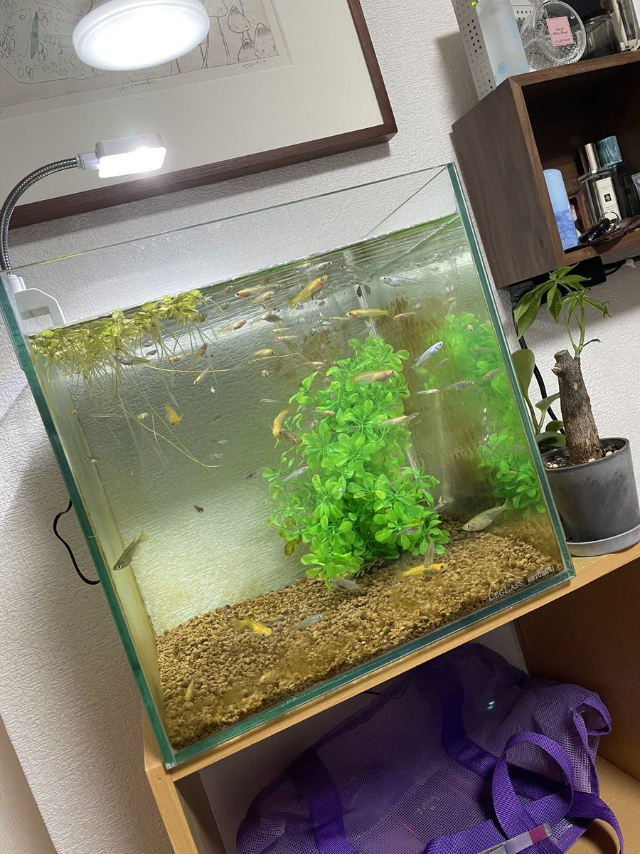 せつこ tweet media