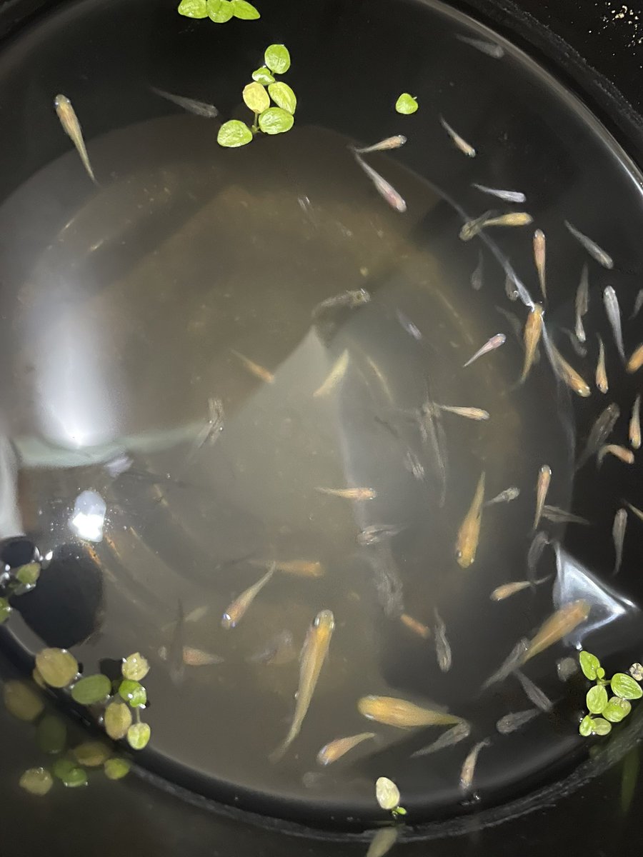 せつこ tweet media