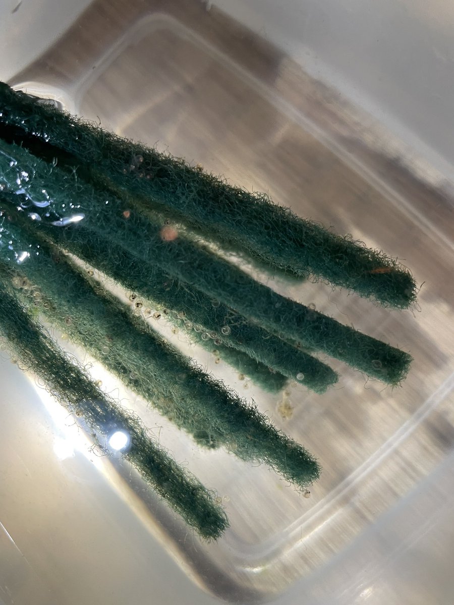 せつこ tweet media