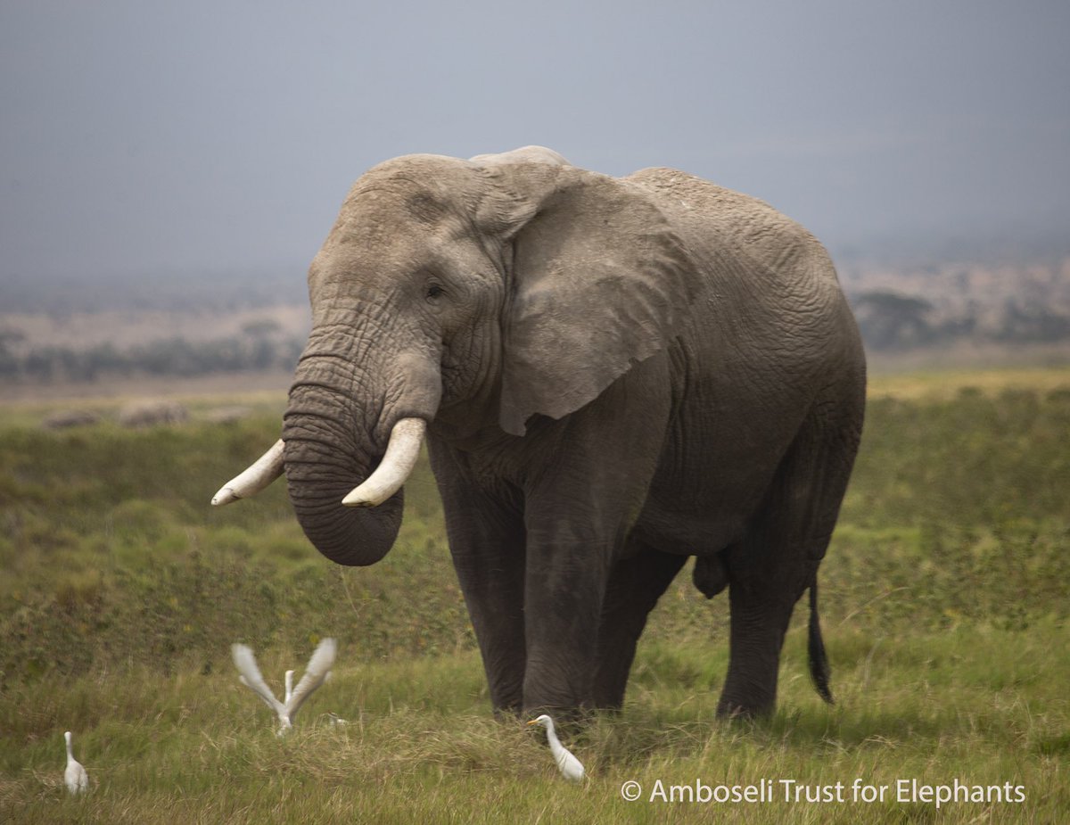 Born in 1983 to Chloe of the CB family, Calvin has been a part of our research since birth. From a curious calf to a strong, independent male, we’ve followed his life closely. Now, in his prime, Calvin freely roams the Amboseli ecosystem living out his life.
