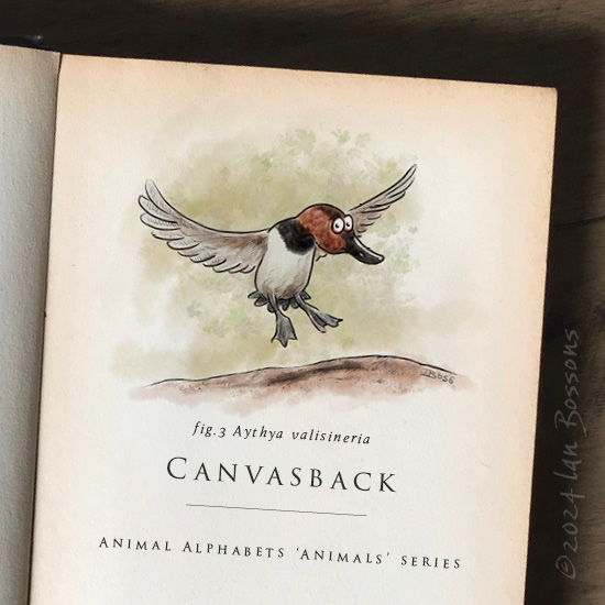 Ian Bossons (@ian_bossons) on Twitter photo Phew, I’ve caught up! Here’s a Canvasback duck for this week’s #AnimalAlphabets prompt.
<a href="/AnimalAlphabets/">Animal Alphabets</a> #canvasback #bird #cartoon #illustrator #artchallenge #weeklyartchallenge Phew, I’ve caught up! Here’s a Canvasback duck for this week’s #AnimalAlphabets prompt.
<a href="/AnimalAlphabets/">Animal Alphabets</a> #canvasback #bird #cartoon #illustrator #artchallenge #weeklyartchallenge