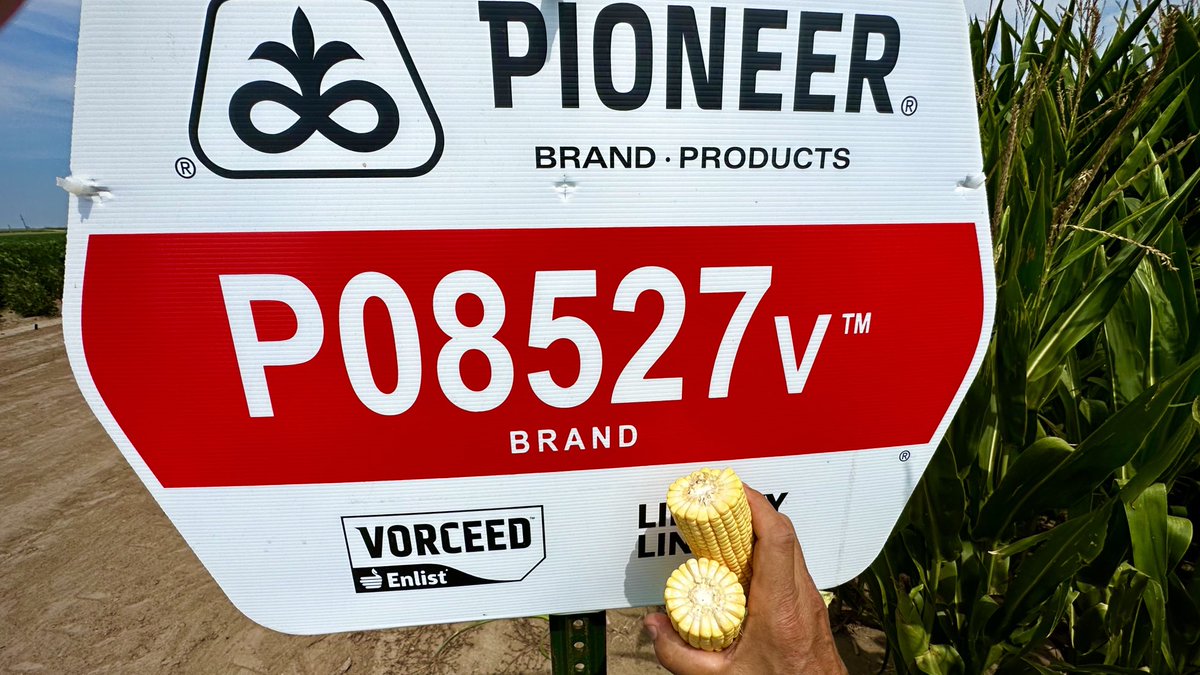 wardynmi's tweet photo. Pretty excited about this agronomic champ.  A lot of filling to go yet. Plus, it carries the Vorceed trait with 6 modes of action for insects and 4 herbicide tolerances. ⁦@PioneerSeeds⁩ https://t.co/aD29vd77TL