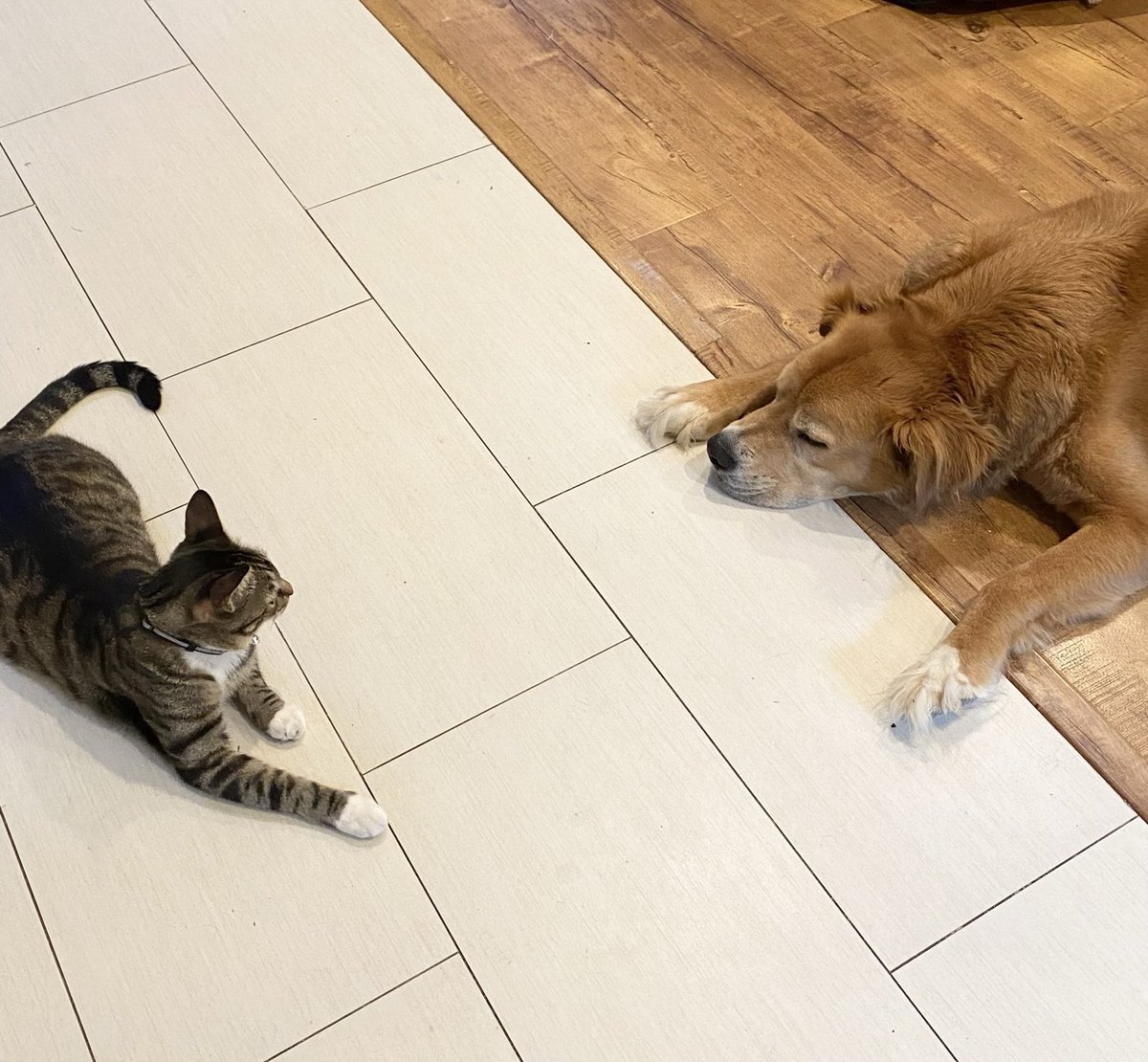 David Lazarus tweet media