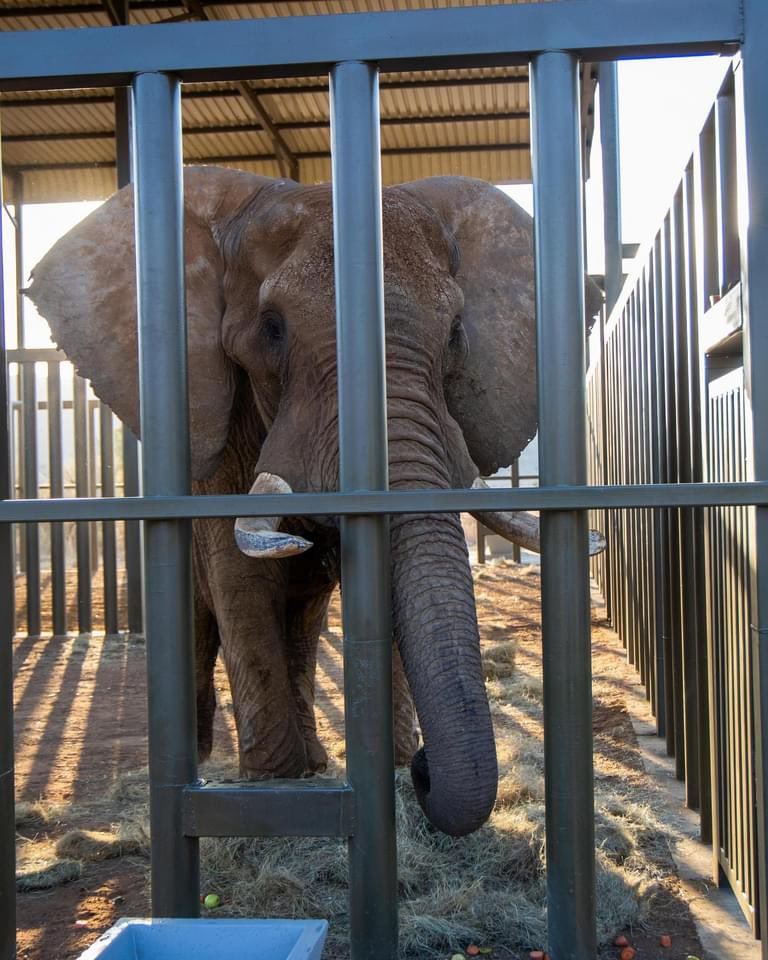 FOURPAWSUK's tweet photo. Charley the elephant has finally found freedom! 🐘✨ After years of captivity, FOUR PAWS successfully relocated him to a sanctuary in South Africa, where he’ll live a life free from chains. https://t.co/vrYNIkfJuI