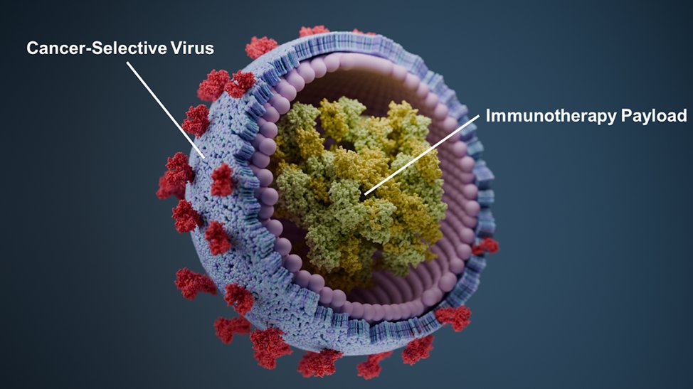 ycombinator's tweet photo. 🧬@KopraBio (YC S24) makes stealthy viruses that teach your immune system to kill cancer.

They're starting with the most aggressive form of brain cancer, glioblastoma. In preclinical models, their treatment improves survival from 0 to 90%.

https://t.co/3XnaAnZ3xC https://t.co/ykd6R0nMWC