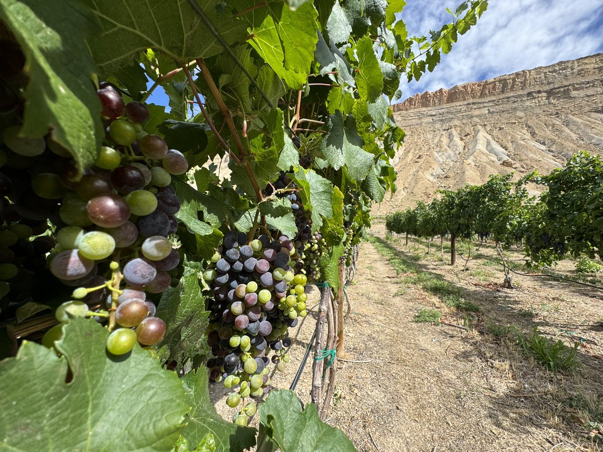 SoperMatthew's tweet photo. Did you know that the Grand Valley was just rated one of America’s top ten wine grape growing regions! It’s a testament to innovative and hardworking farmers, hot days and cool nights, and amazing water and soil!
#coloradowine #copolitics #wine #wineregions #westslopebestslope https://t.co/gsNRxxn9Ii
