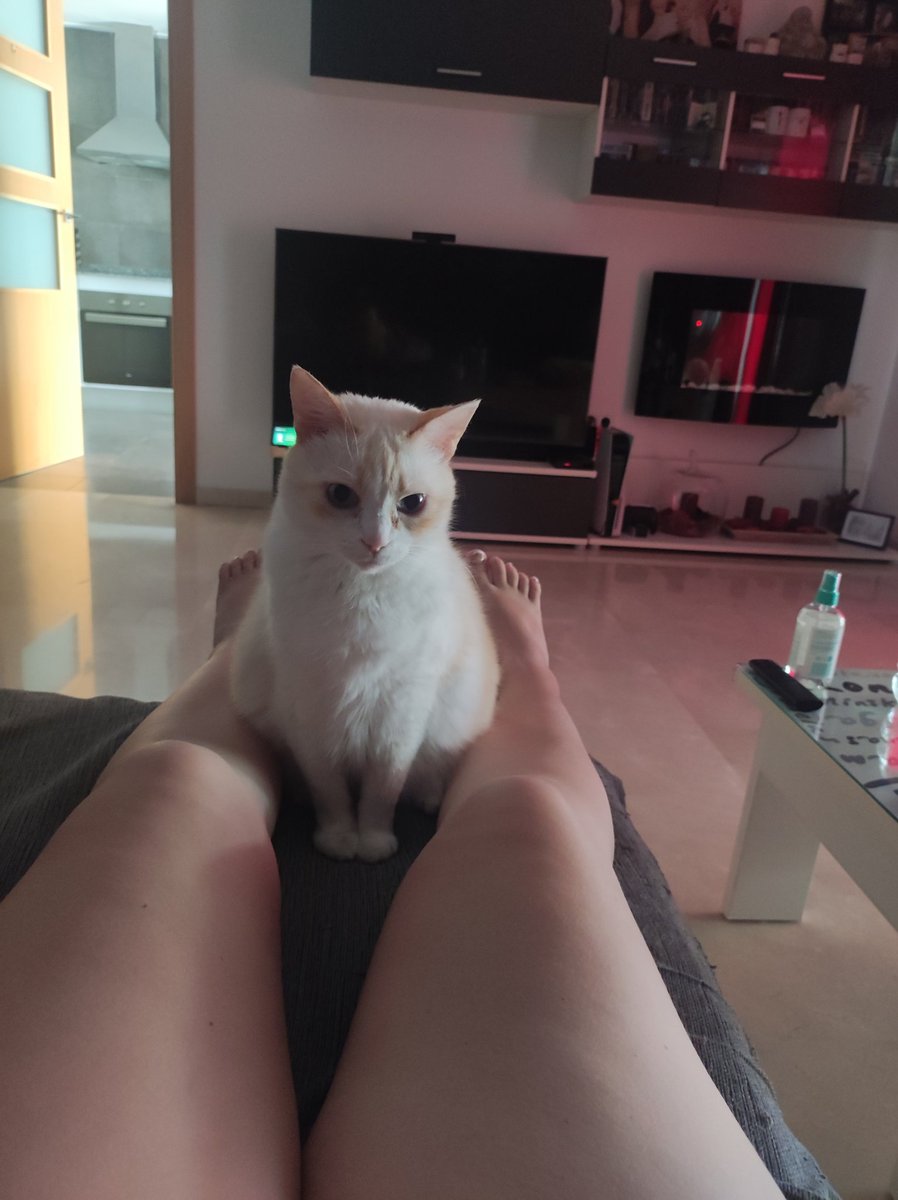 Pyly22's tweet image. Hola humana vengo a exigir mimitos ❤️❤️ #Noah #myboy