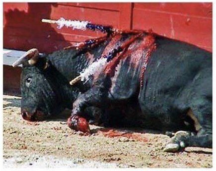 « Torturer un taureau pour le plaisir c’est torturer une conscience »
Victor Hugo.