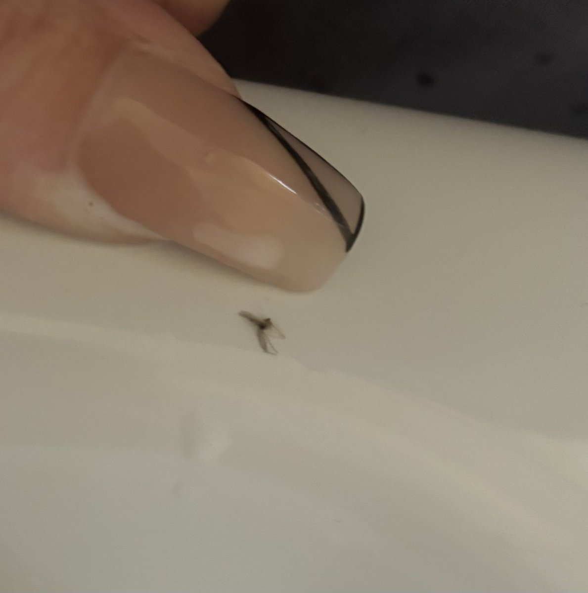 mo4jess's tweet photo. imagine being such an avid @DoveUK  lover, going for a nice chilled bath, anti stress body wash the lot, cracking open a new bottle of shampoo to squirt the shampoo out and see something black floating in it picked it out and it’s a fly 😫 legs wings the lot. Off to cry now 🙃😂 https://t.co/6CvFlhJMME