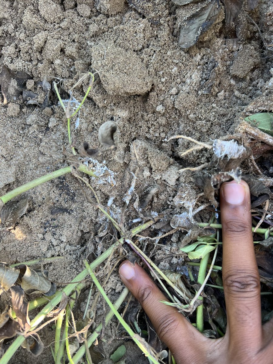 SedrickLMack's tweet photo. White mold is here, it’s been here. #plantpathology https://t.co/xJcbY5K4EU