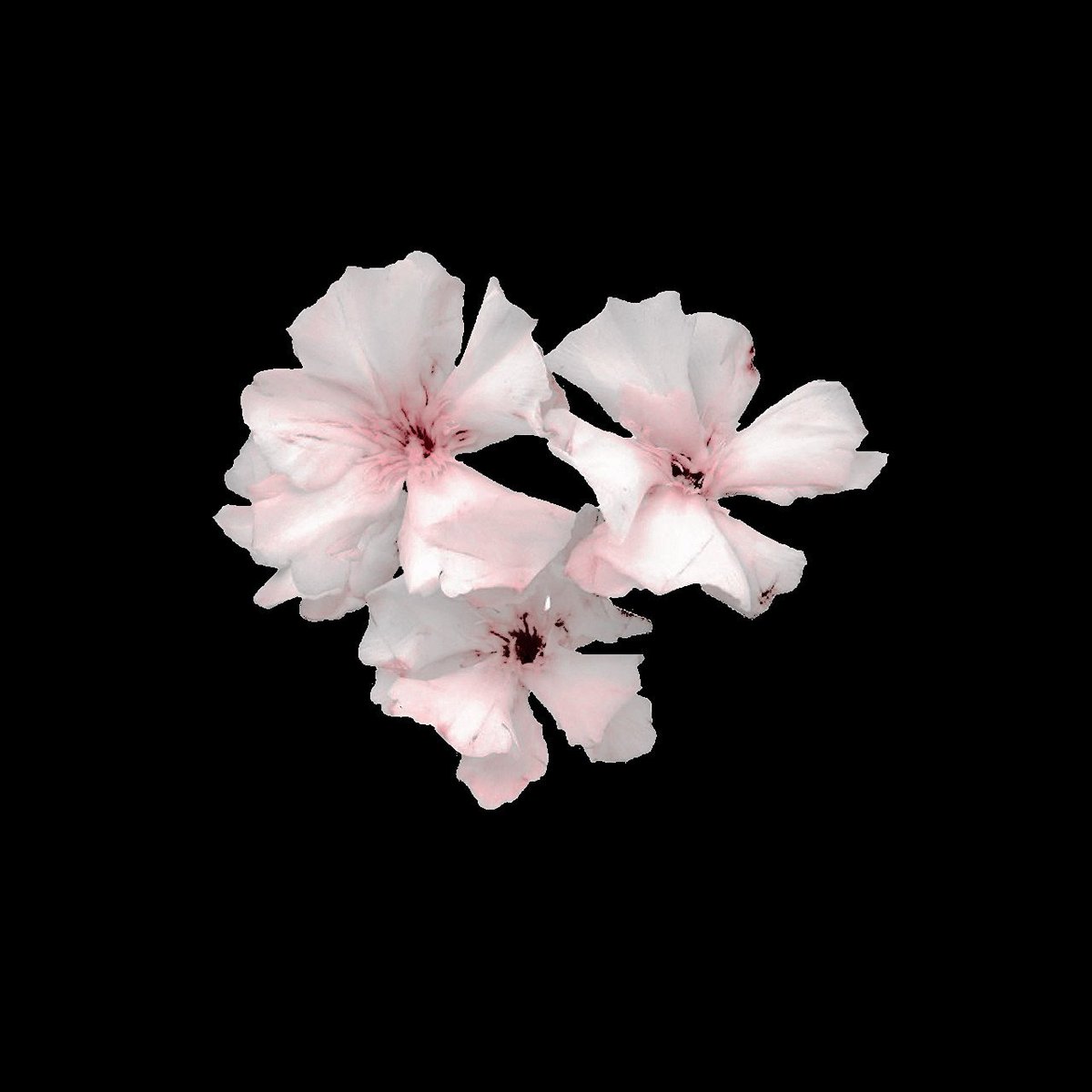alghulgz's tweet photo. my   𝐧𝐚𝐦𝐞   is   𝓽 alia.
address   me   by   my   name   or   not 
at   𝗮𝗹𝗹. https://t.co/F2Vjtwloj6