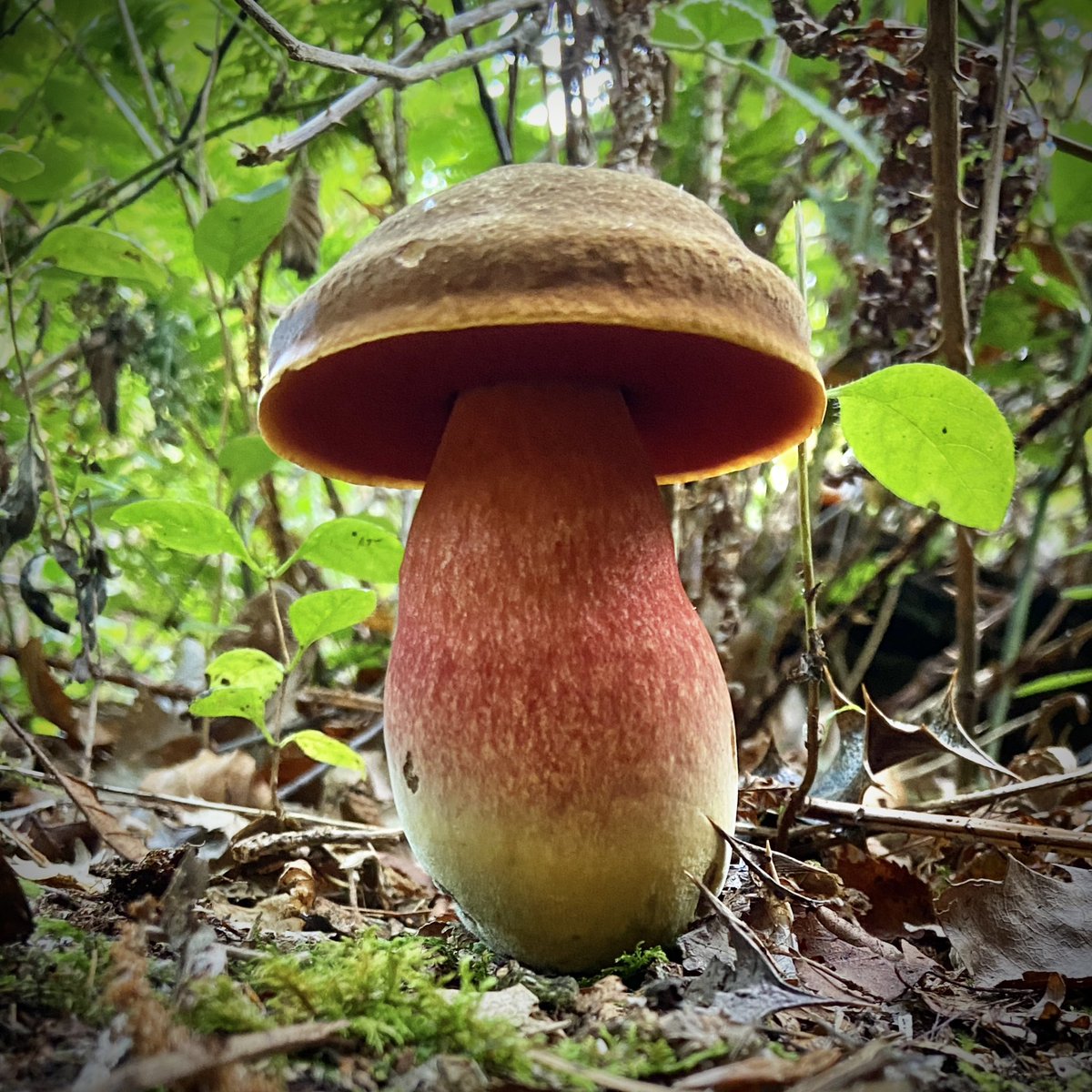 Oof! What an absolute beauty I found in the woods today… Neoboletus praestigiator - Scarletina Bolete! My first this season.