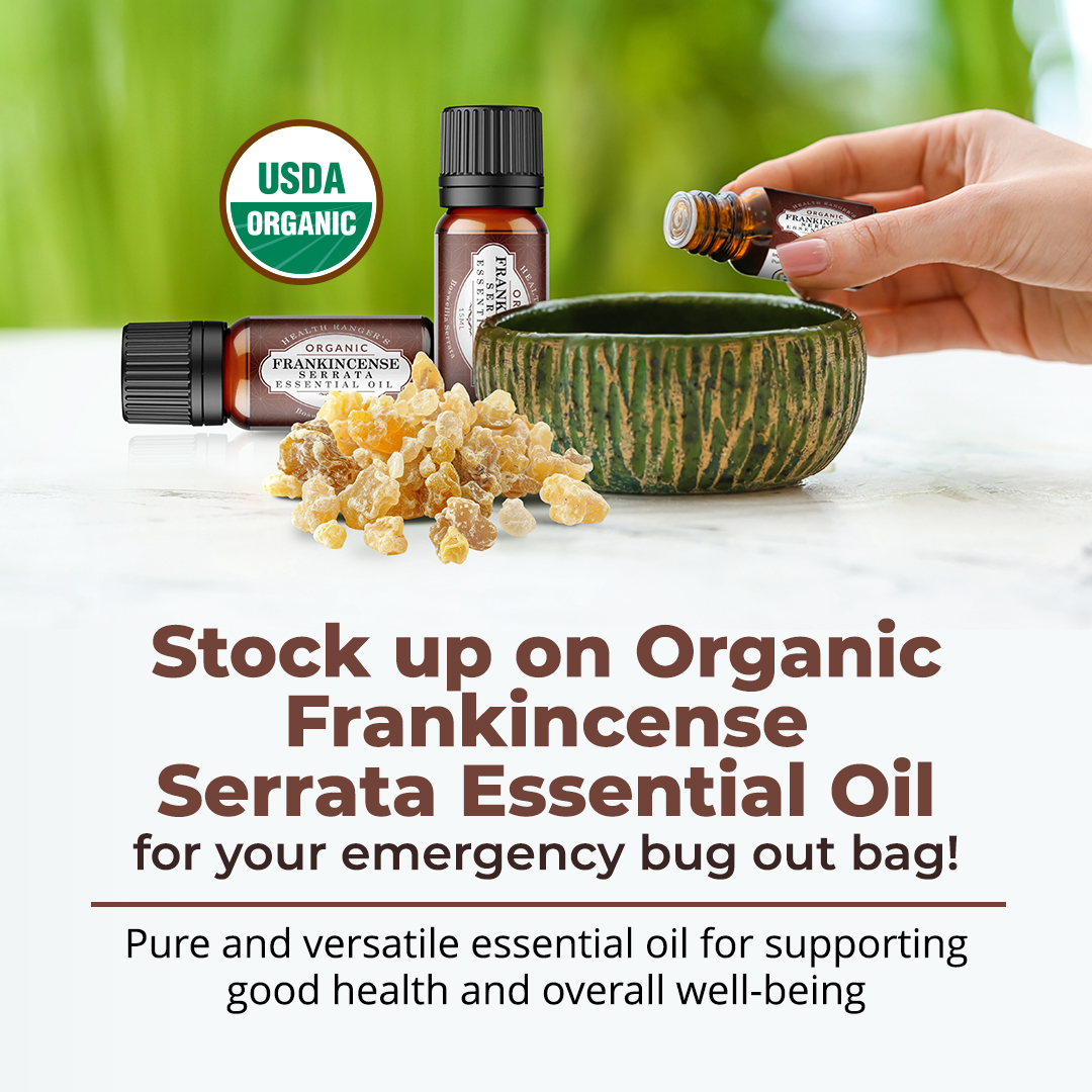 BrighteonDotCom's tweet image. Organic Frankincense Serrata Essential Oil is a great addition to your emergency stockpile
#essentialoil #prepping #labtested #emergencystockpile #wellness #SHTF #remedies