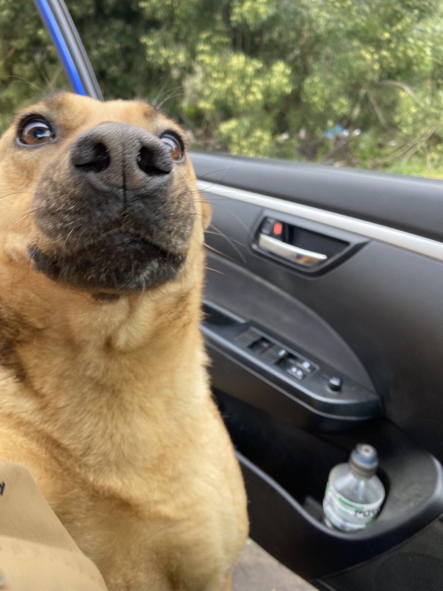 Llegamos de la ruta antes de la lluvia. Hacia un frío tremendo, casi ola polar.
La calle mata, si tienes la oportunidad de adoptar a alguno, a cualquiera, ese perrito será el ser más agradecido del mundo 🥰🐕🐾✨✨✨ #Lenga #Hualpén