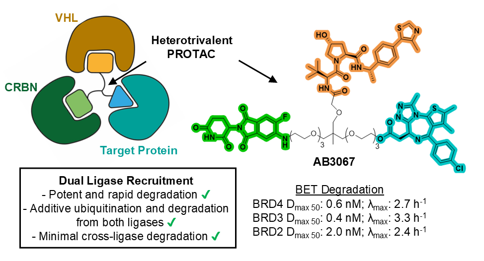 Alessio Ciulli (@alessiociulli) on Twitter photo Excited to share our latest work combining VHL and CRBN in a single trivalent PROTAC to boost protein degradation. Great #TPD collaboration with @georg_e_winter and Kristin Riching, led by <a href="/AdamBond_/">Adam Bond</a> Miquel & Celia in each lab <a href="/UoDCeTPD/">Centre for Targeted Protein Degradation</a> <a href="/CeMM_News/">CeMM</a> <a href="/promega/">Promega Corporation</a> doi.org/10.26434/chemr… Excited to share our latest work combining VHL and CRBN in a single trivalent PROTAC to boost protein degradation. Great #TPD collaboration with @georg_e_winter and Kristin Riching, led by <a href="/AdamBond_/">Adam Bond</a> Miquel & Celia in each lab <a href="/UoDCeTPD/">Centre for Targeted Protein Degradation</a> <a href="/CeMM_News/">CeMM</a> <a href="/promega/">Promega Corporation</a> doi.org/10.26434/chemr…