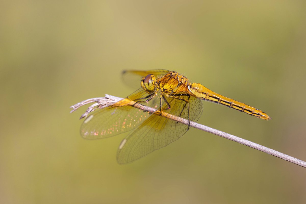 Alex Perry tweet media