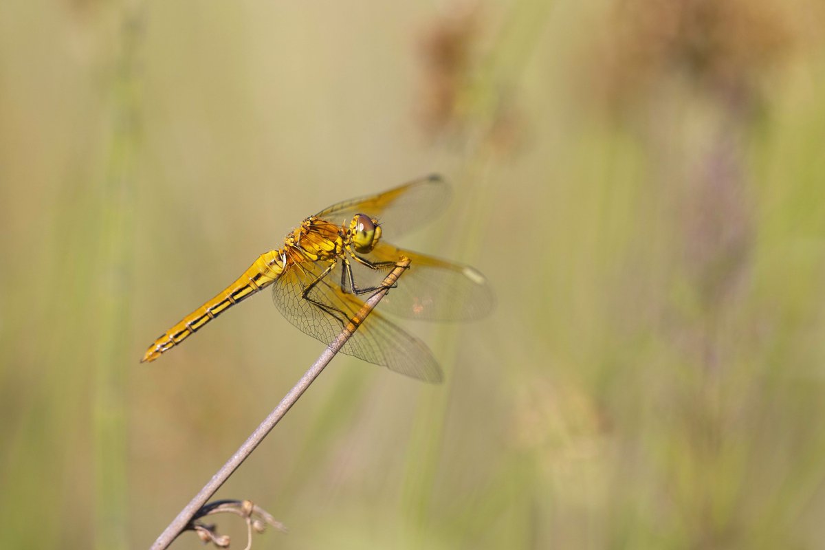 Alex Perry tweet media