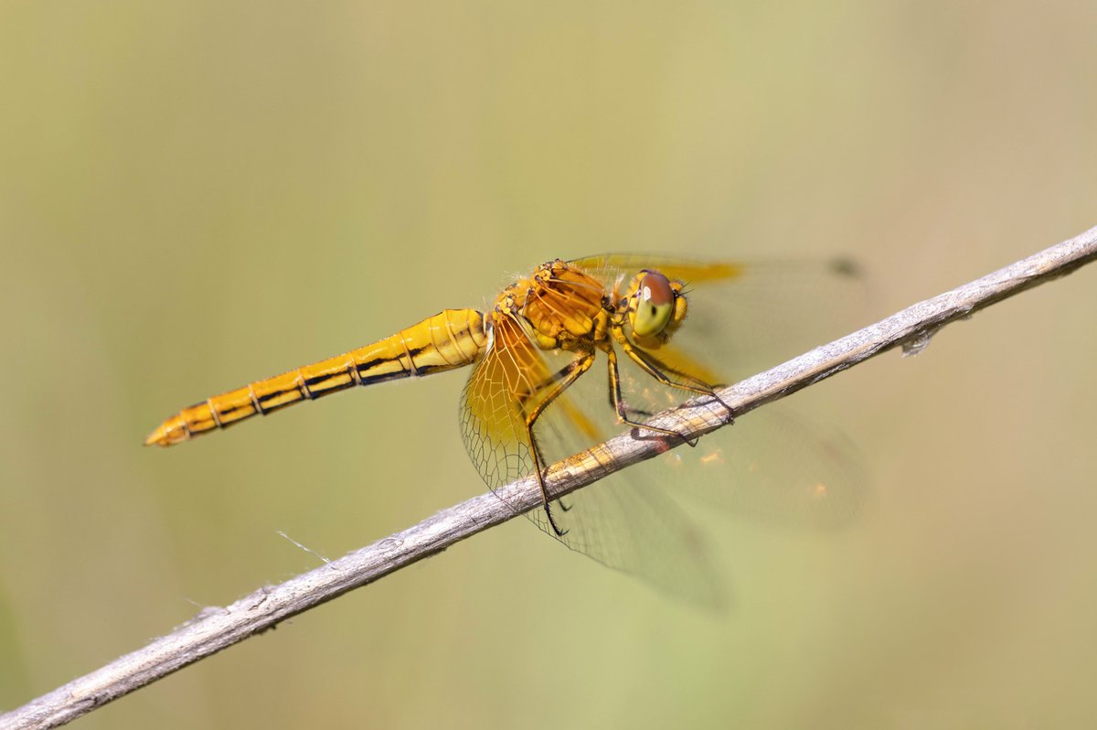 Alex Perry tweet media