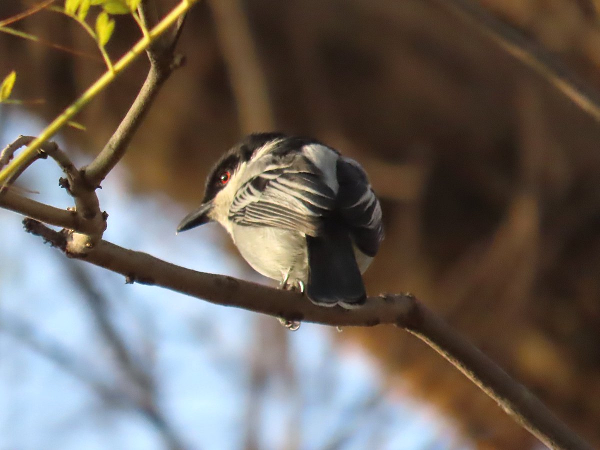 WWWings2023's tweet photo. It was nice to see a male Black-backed #Puffback (Dryoscopus cubla) in the garden again. 
#Zambia #Birdsseenin2024 #TwitterNaturePhotography #Birdwatching #BirdsOfTwitter https://t.co/ry62YgvKAi