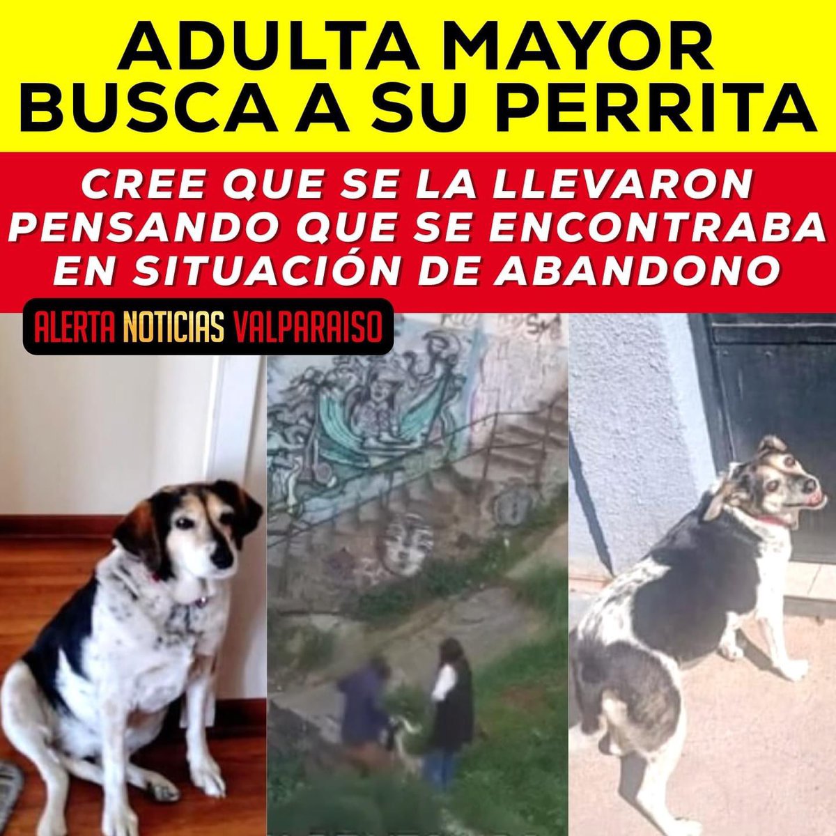 AlertaNoticiasV's tweet photo. Una adulta mayor se encuentra desesperada por la pérdida de su perrita Maya a quien todas las mañanas la libera para que haga sus necesidades y tome sol en calle Sierra, cerca del almacén naval en Playa Ancha.

Maya fue extraída por una pareja de jóvenes los cuales probablemente pensaron que se encontraba en situación de abandono, cuando en realidad se encontraba en su paseo diario.

Su familia solicita ayuda urgente para encontrar a Maya puesto que es muy importante para su familia.

+56 966961076 
Ricardo Toro.