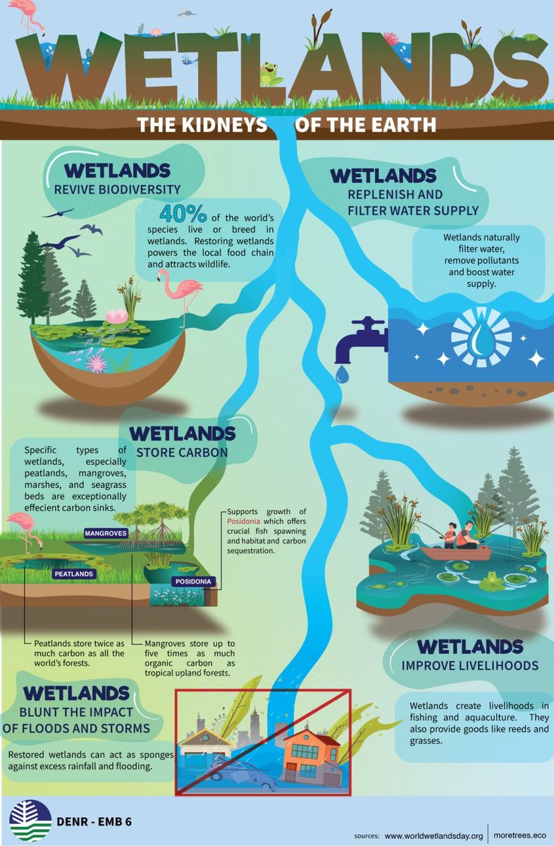 #Wetlands are the Earth’s kidneys: 

🦀reviving #biodiversity,  
💧filtering and replenishing water supplies,  
🫧storing carbon,  
🏃enhancing livelihoods,   
🌪 buffering against floods and storms.  

Via <a href="/govph/">Official Gazette PH</a>