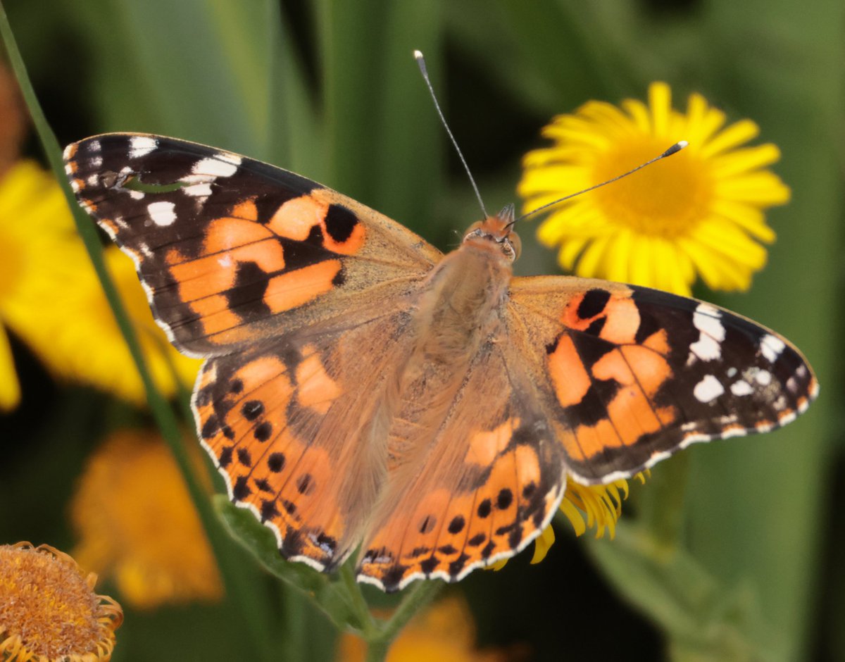 Daryl Rhymes tweet media