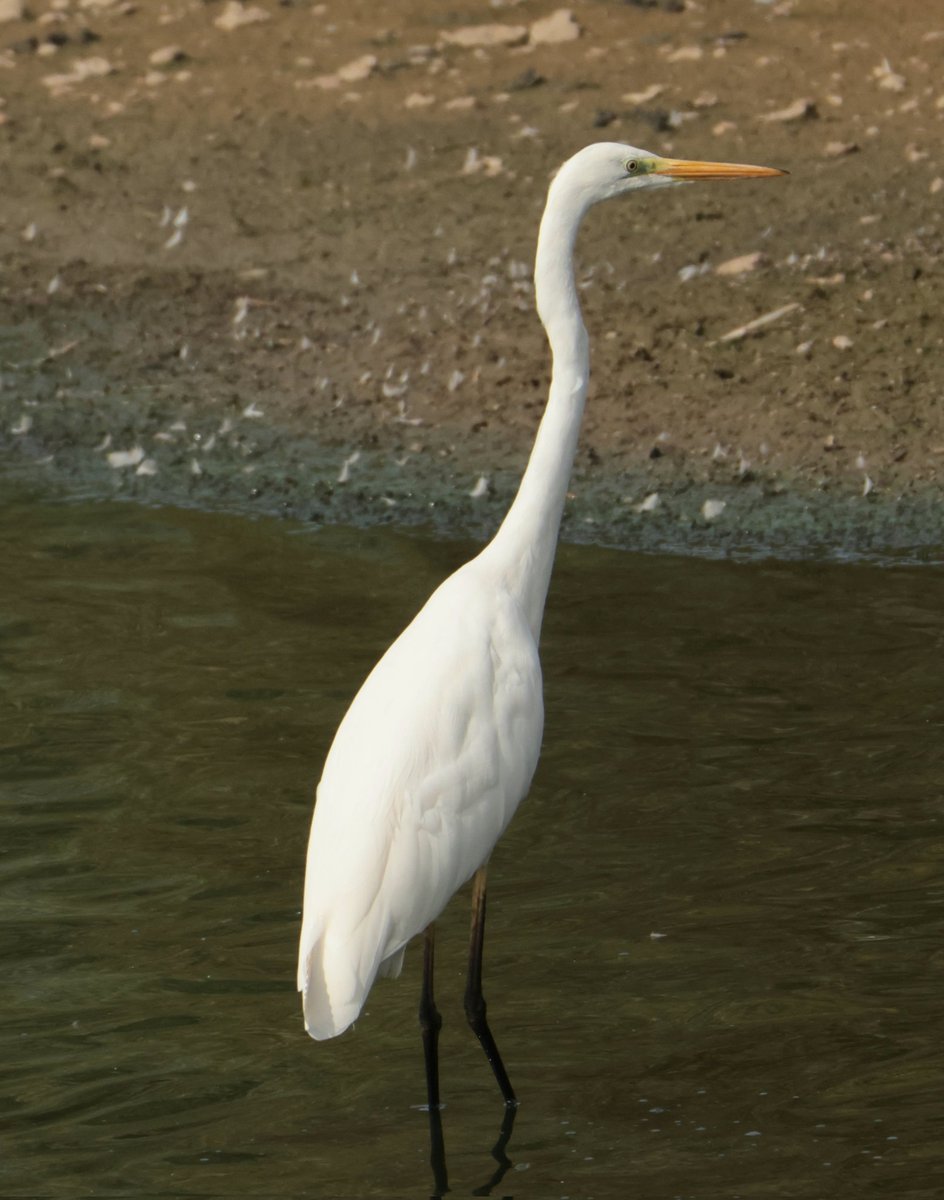 Daryl Rhymes tweet media