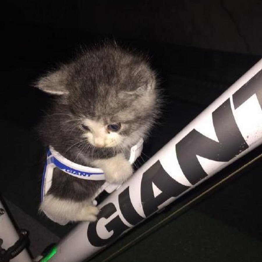 $GIANT - Reddit Cat tweet media
