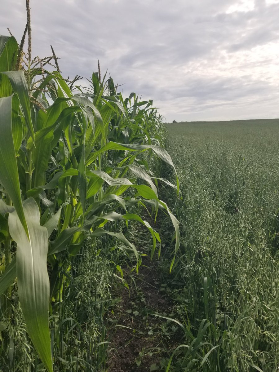 Open pollinated organic corn project. We did a whole lot of things wrong. Planted late, into super dry lumpy soil.  Cultivated with makeshift row cultivator.  And it still wanted to grow.