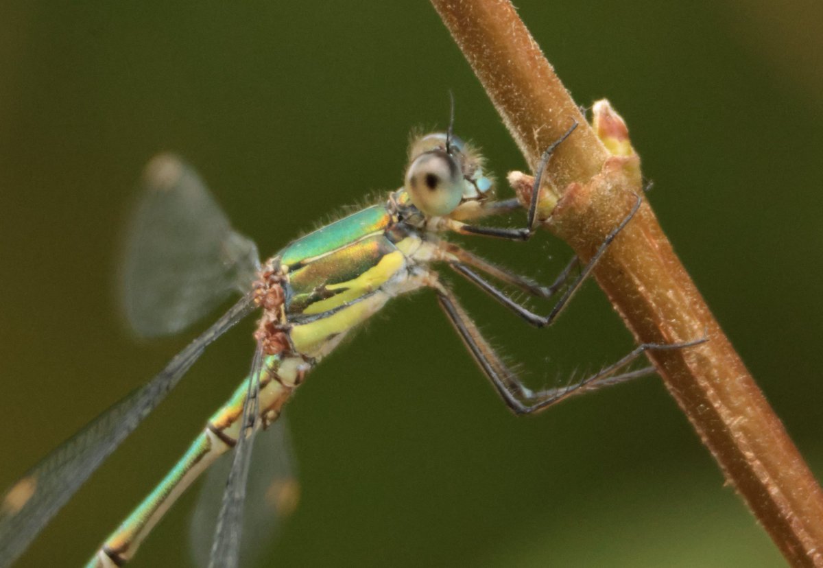 Daryl Rhymes tweet media