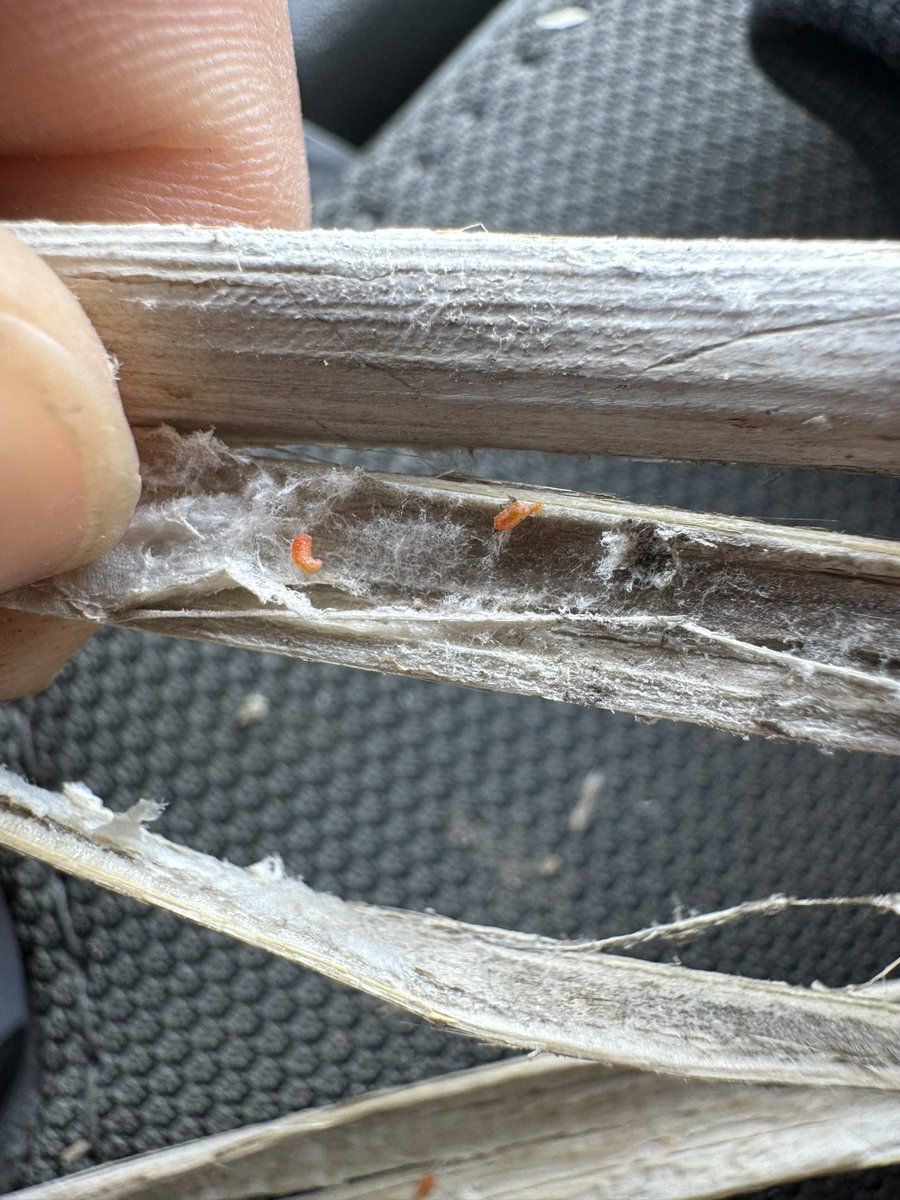 Jessica Runge tweet media