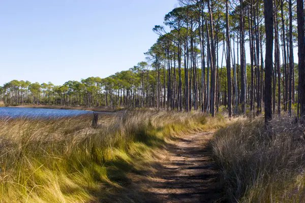 Nature_Florida's tweet photo. Our state parks are in trouble.  Florida is planning to add recreation features to 9 parks: 350-room lodges, pickleball &amp; golf courses. Years of conservation efforts could be lost. Find a state park public meeting near you &amp;  attend on Aug. 27, 3 p.m. ET: https://t.co/4Qh8HVtyH8 https://t.co/tI1gCVQESc