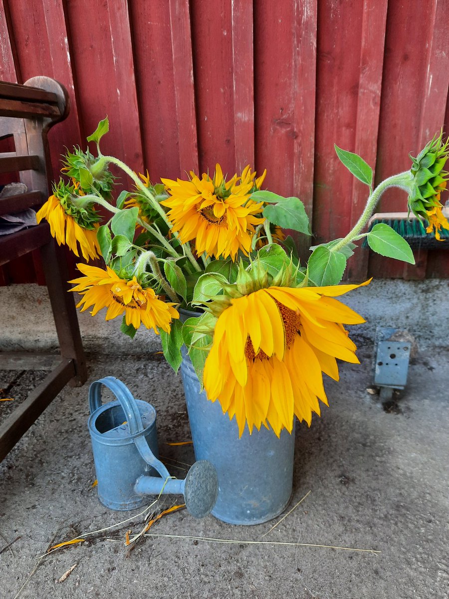 KesäKolina (@annukasa) on Twitter photo 