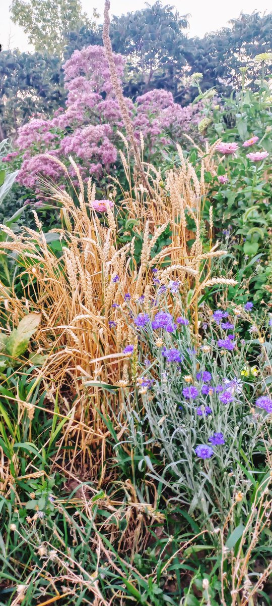 August is in my garden..