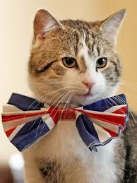 ElizabethRadcl5's tweet photo. Breaking Mews Larry the Cat has been arrested for far right thuggery - his crime -  he was proud to wear a Union Jack bow tie 🇬🇧🇬🇧🇬🇧🇬🇧🇬🇧🇬🇧🇬🇧 Larry may be looking at a lengthy stretch inside  #kittytwitter #catsonx @daveatherton #catsoftiktok @Kier_Starmer_PM https://t.co/XWa5zBo259