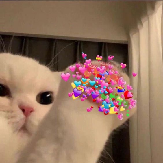 chainixia's tweet photo. @sharkyyuna yuna ily thank nyou https://t.co/P8IQL09ULR
