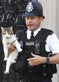 ElizabethRadcl5's tweet photo. Breaking Mews Larry the Cat has been arrested for far right thuggery - his crime -  he was proud to wear a Union Jack bow tie 🇬🇧🇬🇧🇬🇧🇬🇧🇬🇧🇬🇧🇬🇧 Larry may be looking at a lengthy stretch inside  #kittytwitter #catsonx @daveatherton #catsoftiktok @Kier_Starmer_PM https://t.co/XWa5zBo259