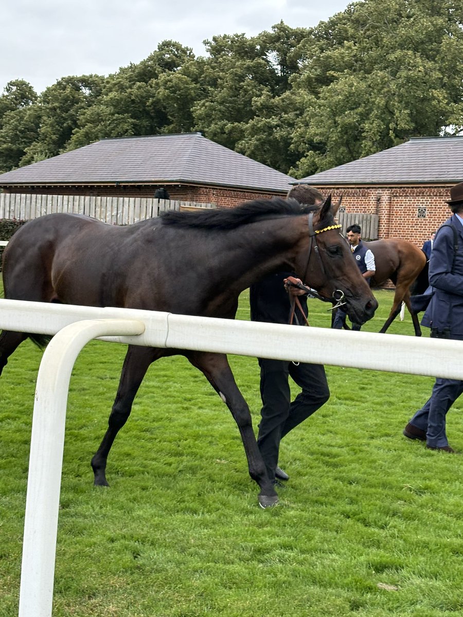 sam_angelina22's tweet image. Incredible day at York ! Thank you @careersinracing and thank you to the BHA staff who spoke to us. Good laugh in the ‘Jockey Gym’ too on the equisisor in a skirt! Amazing to watch the Juddmonte runners jump from the stalls. So great to see so many wonderful people and horses❤️