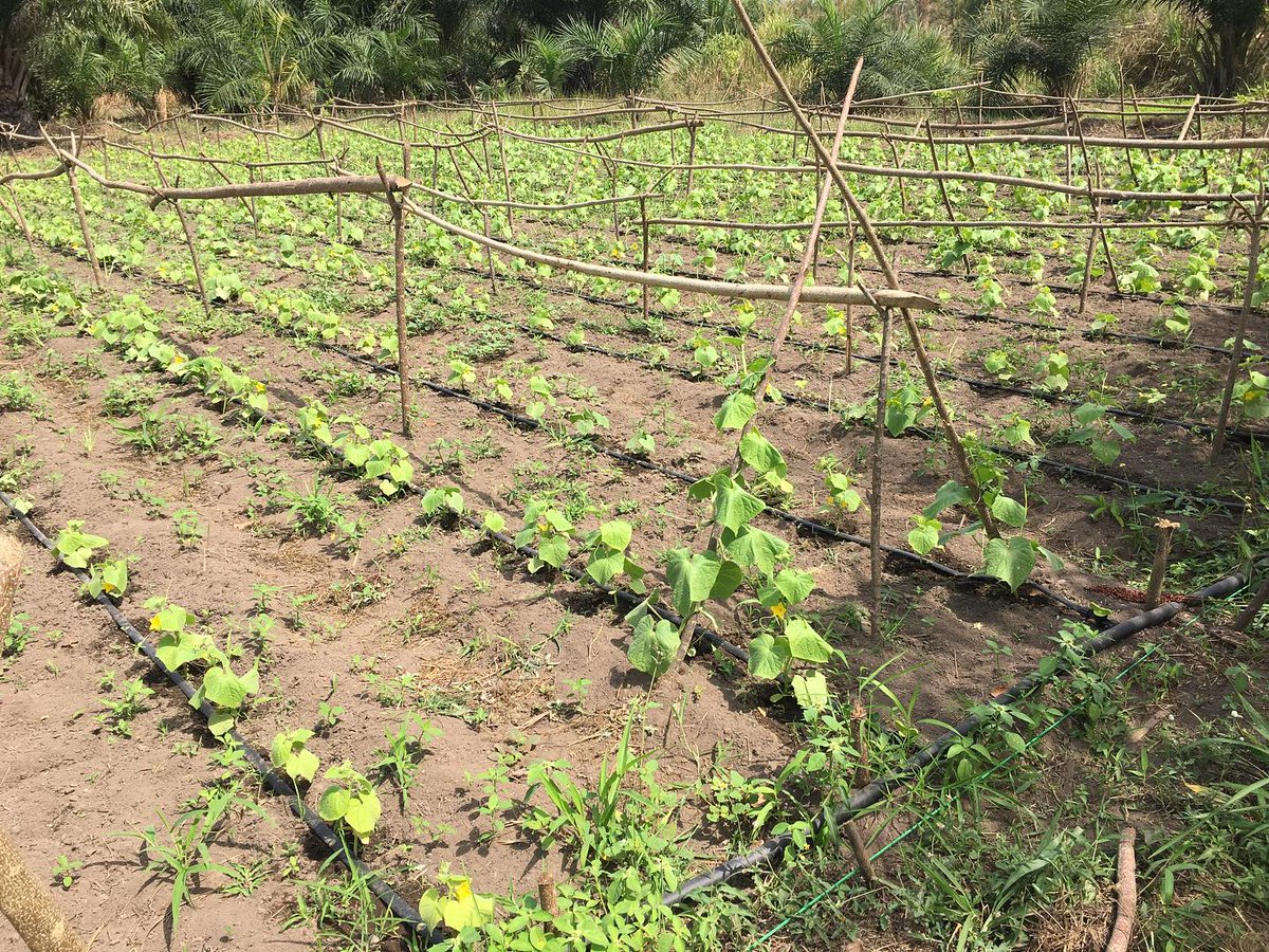 Production de concombre en systèmes irrigués. 
#AgricultureDurable, #BiodiversitéAgricole #Pratiquesagricolesécologiques #Agroécologie #Permaculture