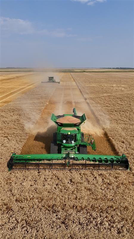 Pitura Seed Service tweet media