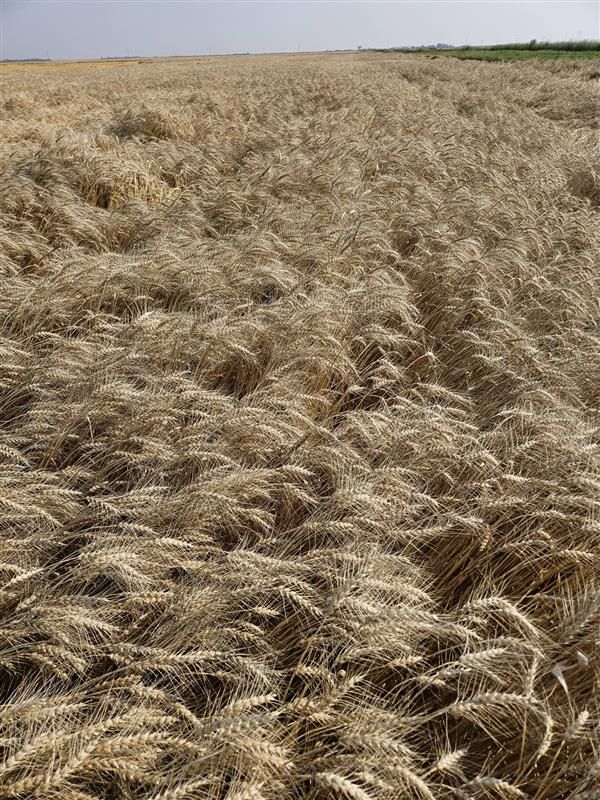 Pitura Seed Service tweet media