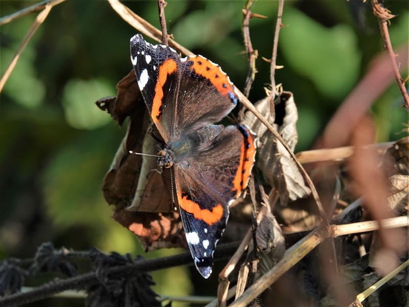 Here are Ed Wilson's sightings from today at Priorslee Lake and The Flash, Telford, Shropshire <a href="/sosbirding/">ShropshireBirdingNews</a> <a href="/BC_WestMids/">West Midlands Butterfly Conservation</a> <a href="/My_Wild_Telford/">My Wild Telford</a> <a href="/BTO_Shropshire/">BTO Shropshire</a> <a href="/ShropBotany/">Shropshire Botany</a>

Today's Photo: A Red Admiral butterfly (Vanessa atalanta)

friendsofpriorsleelake.blogspot.com/2024/08/21-aug…