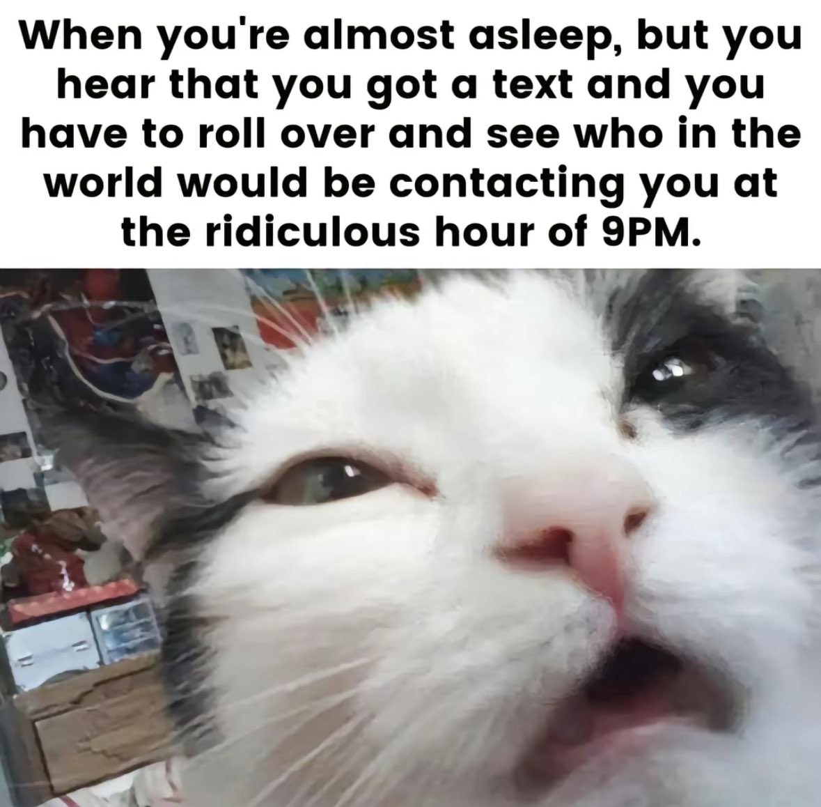 literallymecats tweet picture