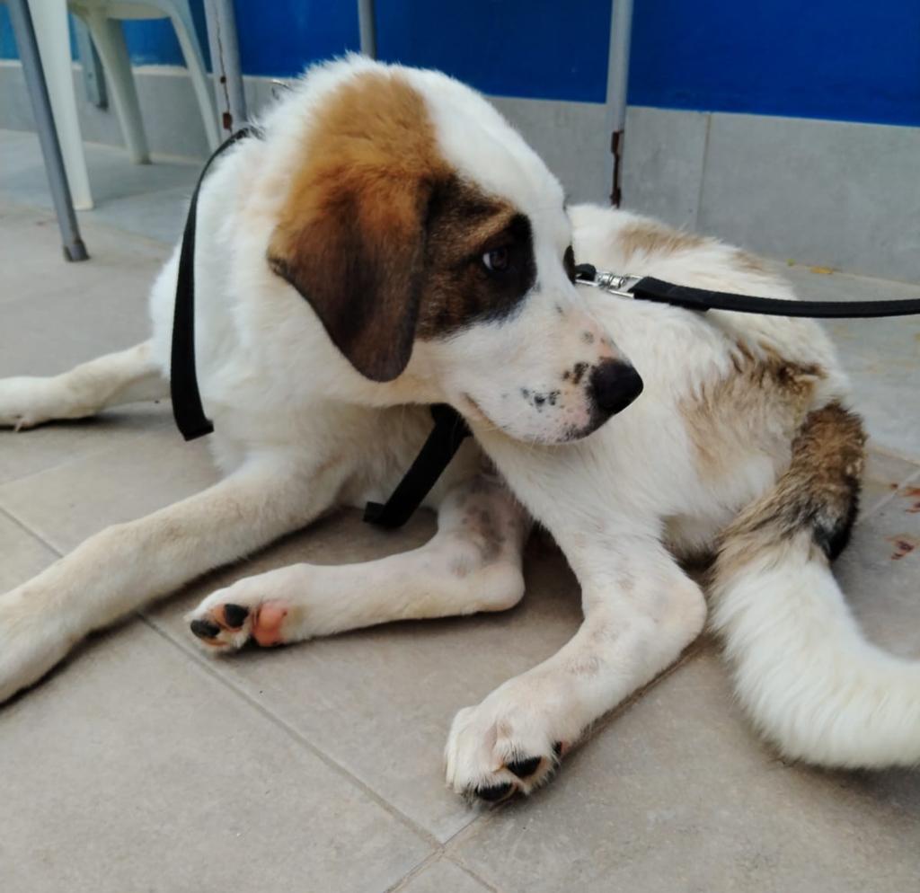 Protectora La Nucia tweet media