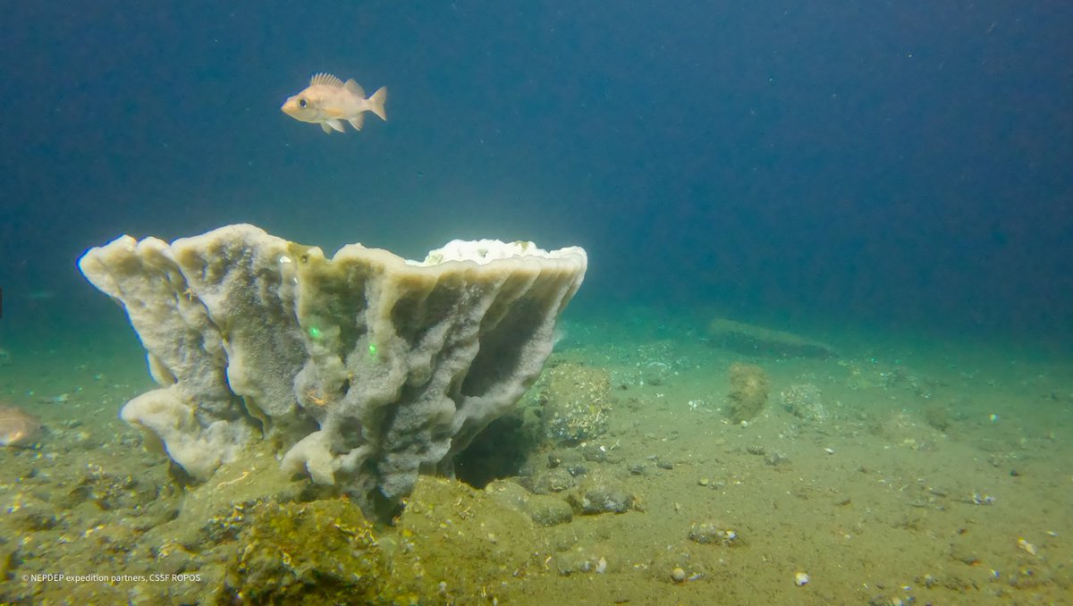 FishOceansCAN's tweet photo. The first stop on the NorthEast Pacific Deep-sea Exploration Project Expedition is the Hecate Strait/Queen Charlotte Sound Glass Sponge Reefs Marine Protected Area (MPA).

Learn more: https://t.co/s28mqvyTwq 

📸: 2024 NEPDEP https://t.co/UGz8sj2zp7