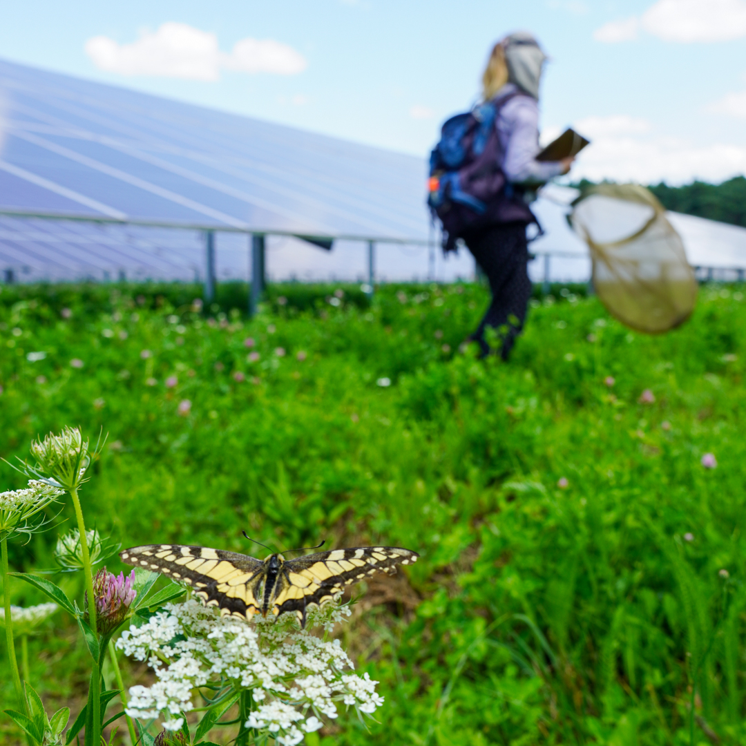 offenlandinfo (@offenlandinfo) on Twitter photo Welchen Nutzen haben die Wildpflanzenstrukturen in den Modell-Solarparks des Projekts #BIODIV-SOLAR an der <a href="/HSAnhalt/">Hochschule Anhalt</a>? Eine Erfolgskontrolle durch Erfassung verschiedener Insektenartengruppen soll Antworten liefern. Mehr Infos zum Projekt: offenlandinfo.de/projekte/aktue… Welchen Nutzen haben die Wildpflanzenstrukturen in den Modell-Solarparks des Projekts #BIODIV-SOLAR an der <a href="/HSAnhalt/">Hochschule Anhalt</a>? Eine Erfolgskontrolle durch Erfassung verschiedener Insektenartengruppen soll Antworten liefern. Mehr Infos zum Projekt: offenlandinfo.de/projekte/aktue…