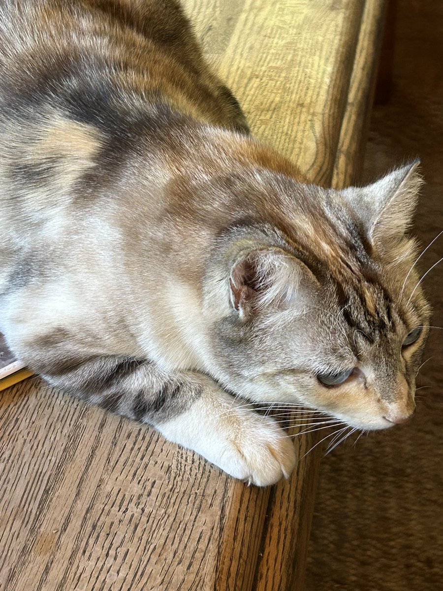 OhSusan3's tweet image. GG says hello.  #Maddow