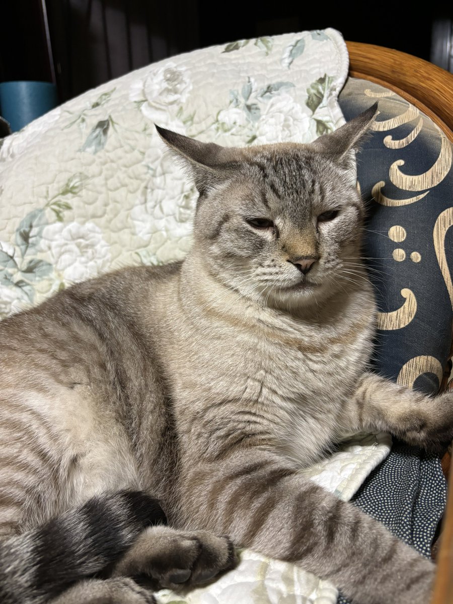 umebuchi's tweet photo. 突然いなくなった実家の猫が、一週間後にフラリと帰って来ました。
SNSで呼びかけ、帰省した私も母と近所にチラシを配ったその夜に。
父が生前一番可愛がっていた猫なので、お盆に連れていってしまったのではと皆心配していましたが、今ごろ｢俺のせいじゃねぇぞ！｣と怒っているかも笑 https://t.co/cSY1obimI1