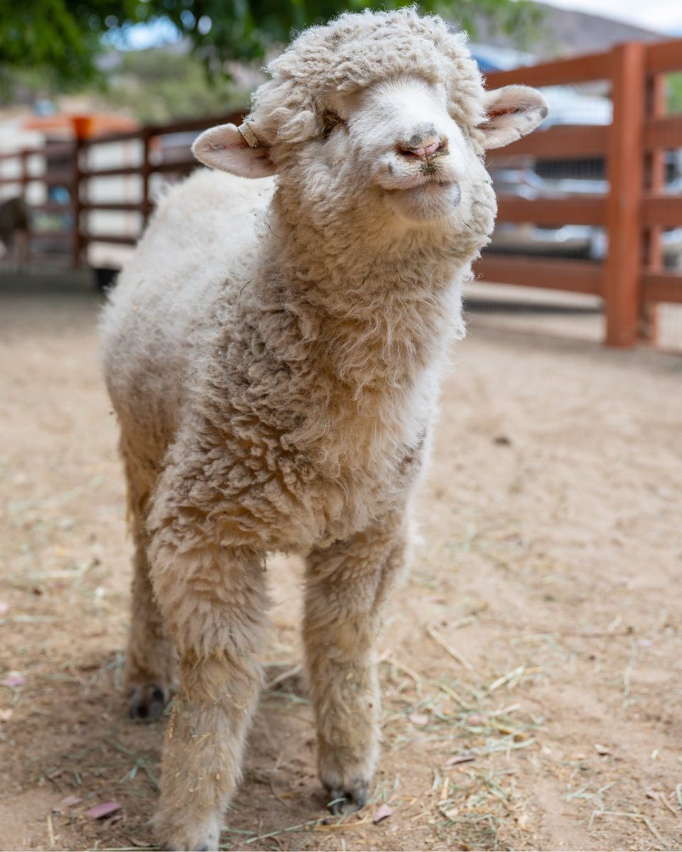 FarmSanctuary's tweet photo. Like the cats and dogs we welcome into our homes, farm animals like Biscuit are a lifelong responsibility. 

They're someone—not something. 💚 https://t.co/ZrBxaf6hoE